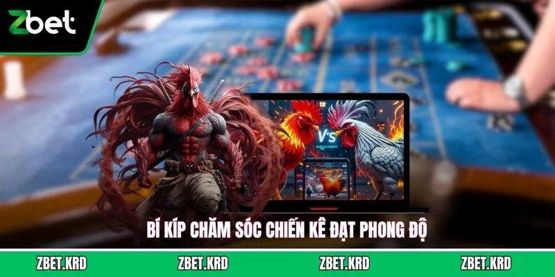 Bí kíp chăm sóc chiến kê đạt phong độ